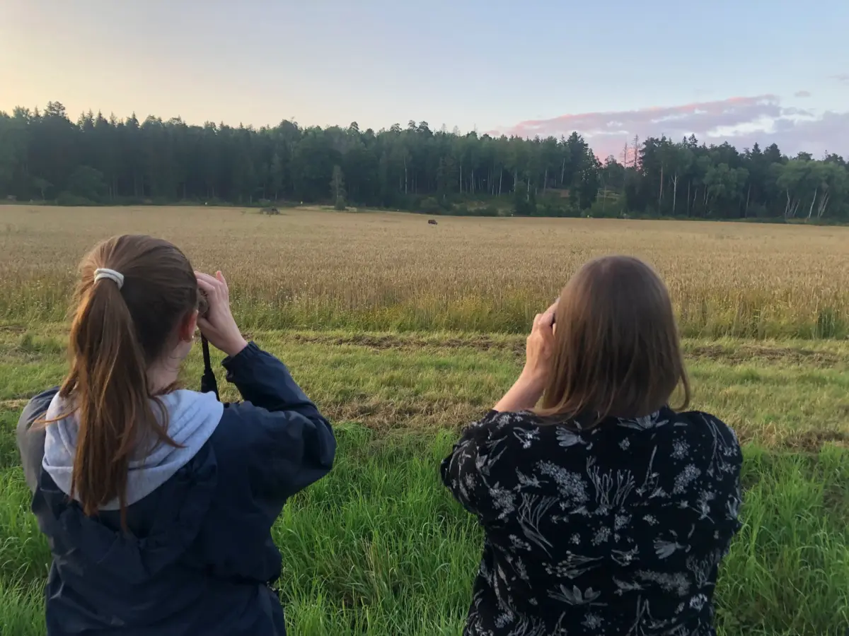 Stockholm Evening Wildlife Safari Stockholm Evening Wildlife Safari